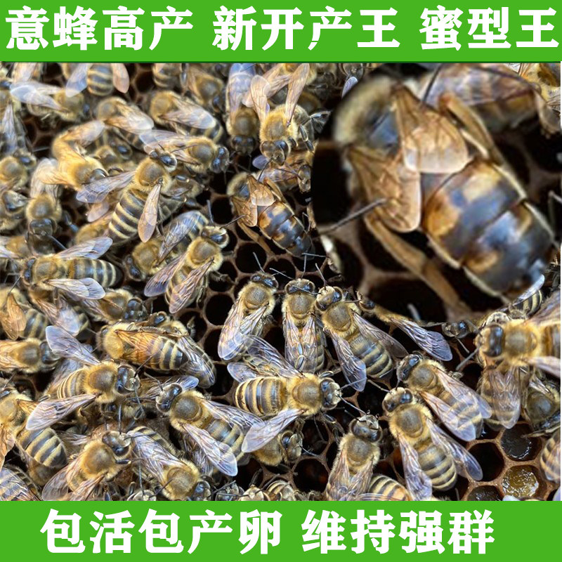 蜂王活体处女生产杂交