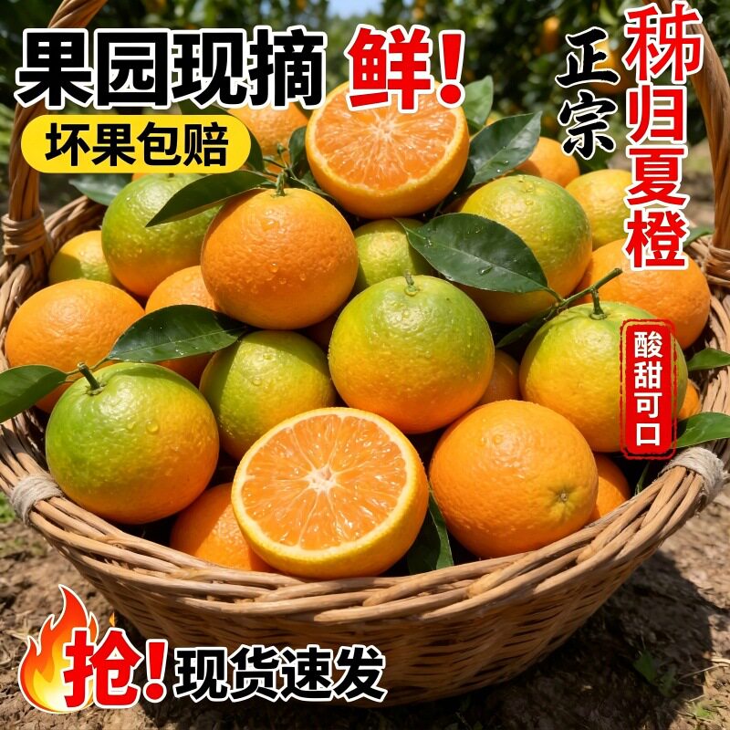正宗湖北秭归夏橙新鲜橙子现摘现橙