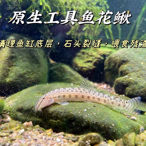 花鳅沙鳅爬岩鳅溪流原生态除渣