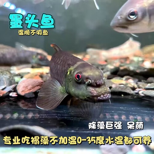 原生溪流鱼墨头鱼呆萌观赏清洁
