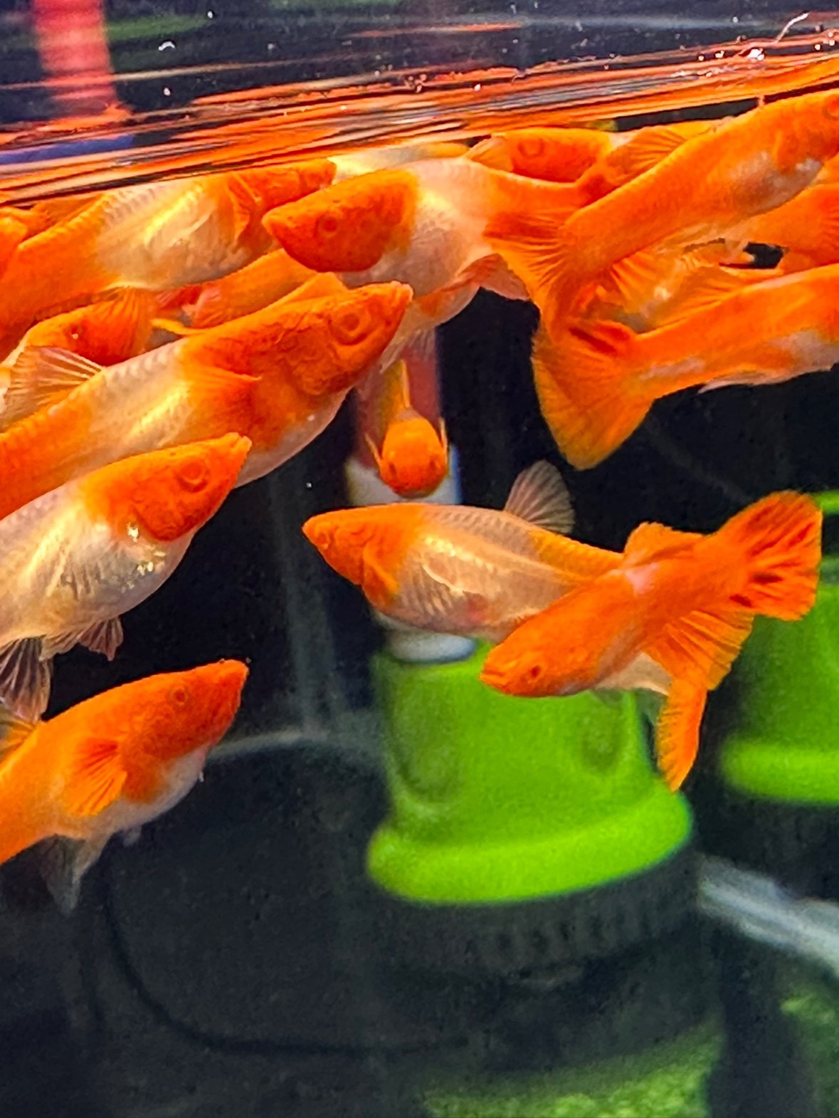 孔雀鱼鸿运当头双分水火麒麟基因