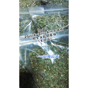 中高海拔野生白毛银露梅已售罄所以有运费详情秦岭太白山药王道茶