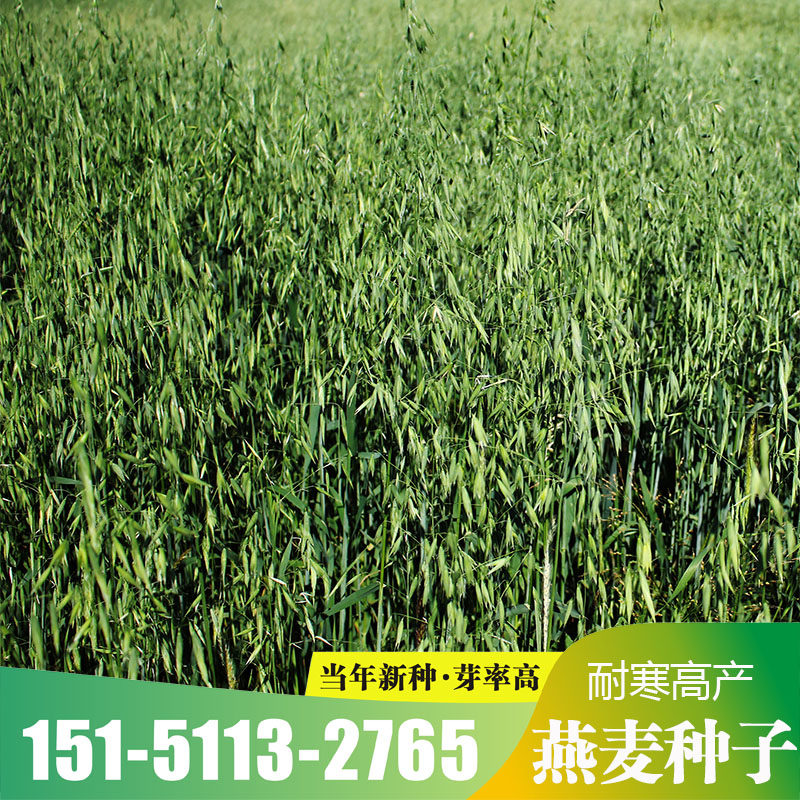 燕麦种子 皮燕麦种子 雀麦 野家庭园艺种子