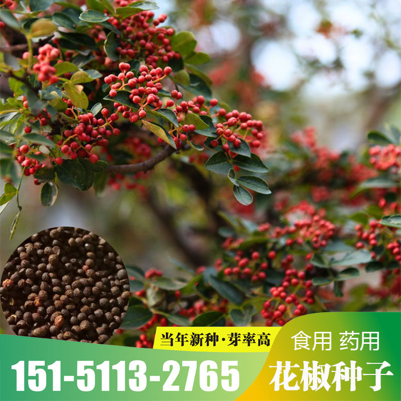 花椒种子花椒种孑籽树种子大红袍种子今年新花椒籽种子食用包邮