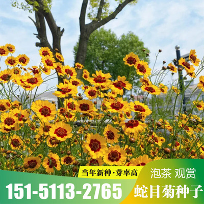 户外易活草本植物种子蛇目菊公园绿化花籽耐贫瘠四季播种开花树行