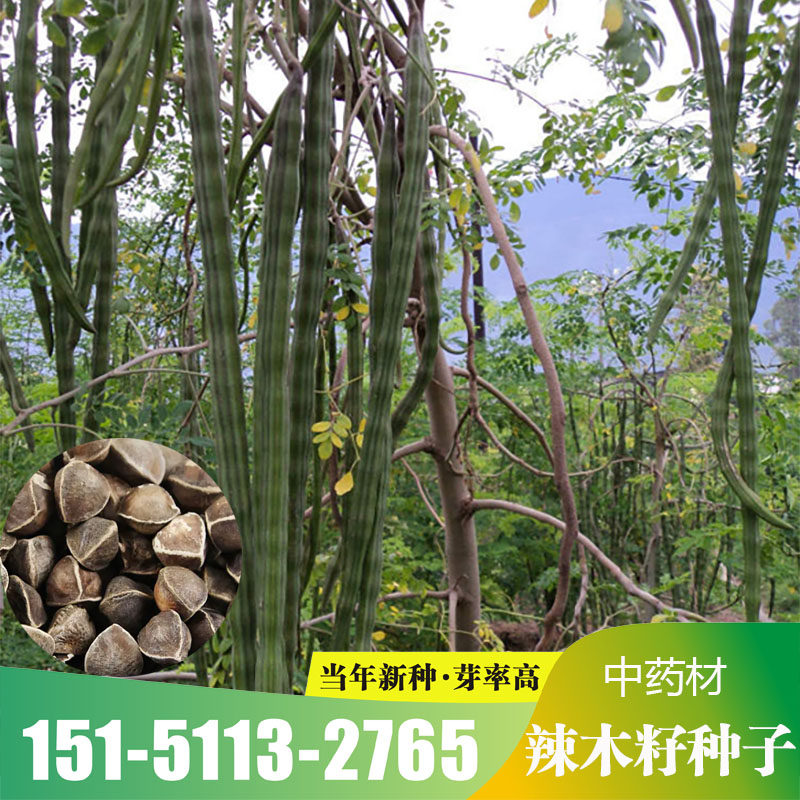 野生辣木籽新采收辣木种子种植绿化林木种子食用精选种子优质包邮