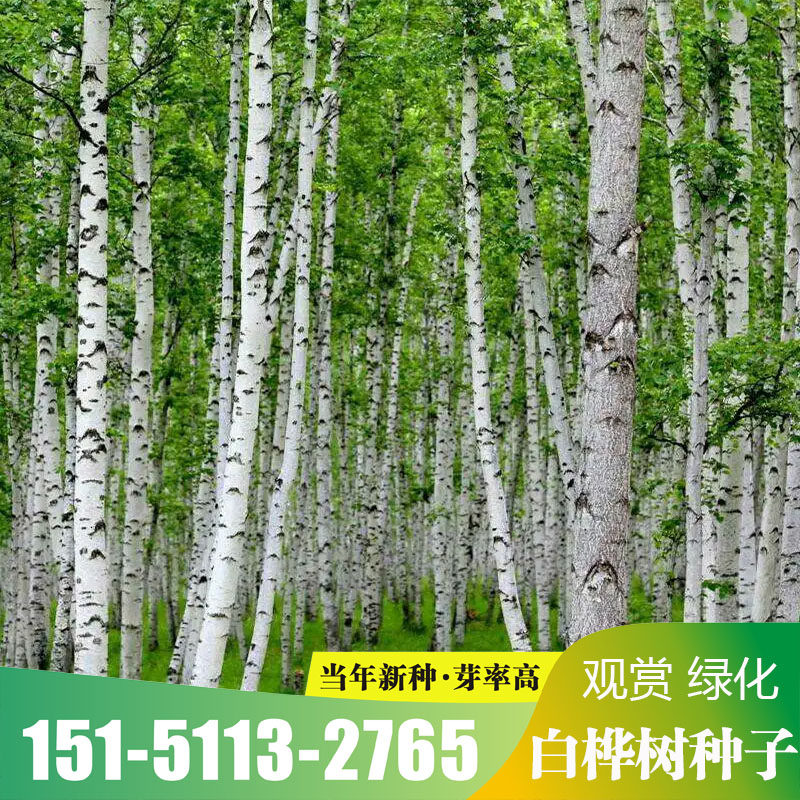 新采白桦种子白桦树种子桦树种子桦木种子桦皮树林木绿化种籽包邮