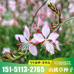 山桃草千鸟花种子易种活白桃玉蝶花籽开花不断庭院室内外盆栽花卉