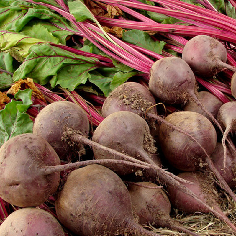 散装红甜菜根种子田菜根红菜头芽苗菜紫红甜菜头种子四季播种籽