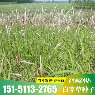 白茅草种子四季播易活山坡杂草绿化针茅白毛草野生白茅根种籽包邮