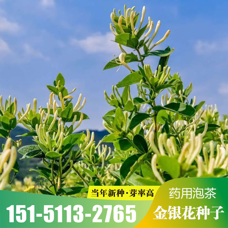 金银花种子 花卉种子 忍冬种子家庭园艺种子