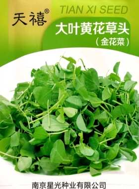 金花菜草头种子三叶秧草大叶黄花菜苜蓿上海特产春秋季蔬菜包邮