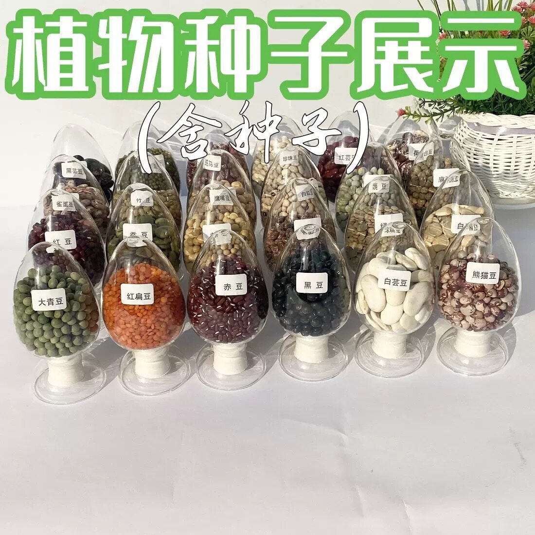 种子标本博物馆杂粮豆子学生鉴别分类幼儿园益智区科普认知识种子