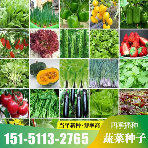蔬菜种子四季播种阳台盆栽香菜小葱菠菜生菜萝卜番茄辣椒籽孑大全