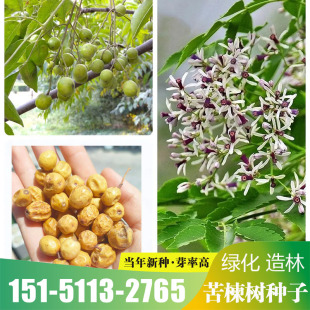 林木种子苦楝树种子苦栋树种子楝树紫花树种子楝枣种子苦楝子种籽