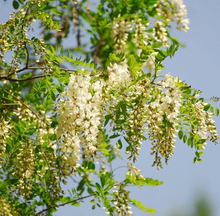 新采国槐种子速生国槐树种子紫穗槐刺槐树籽黄花槐红花槐刺槐种子