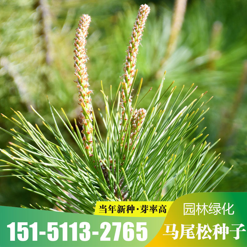 马尾松种子松树种籽常绿林木种籽道路绿化荒山造林绿化青松山包邮
