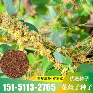 菟丝子种子大豆寄生无根草黄丝黄鳝藤金丝藤种籽东北野生中草药