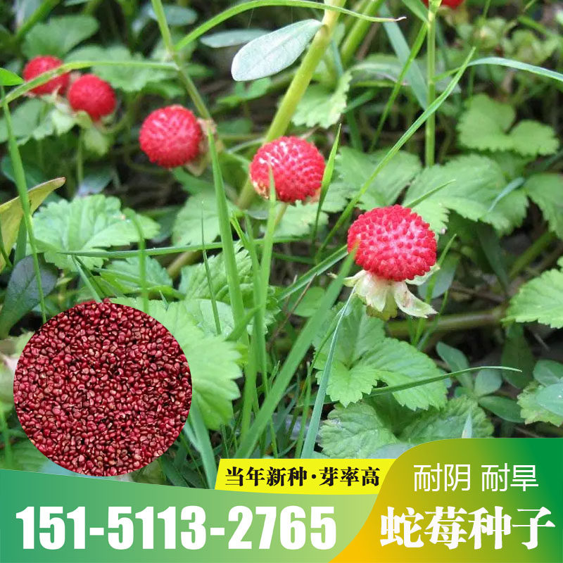 中药材蛇莓种子蛇莓籽地被花籽野生草莓多年生四季苗花卉园林盆栽