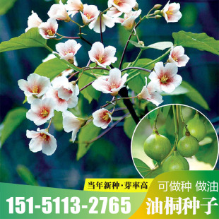 新采油桐种子油桐树种子桐油树种子桐子树光桐木油树林木种子包邮