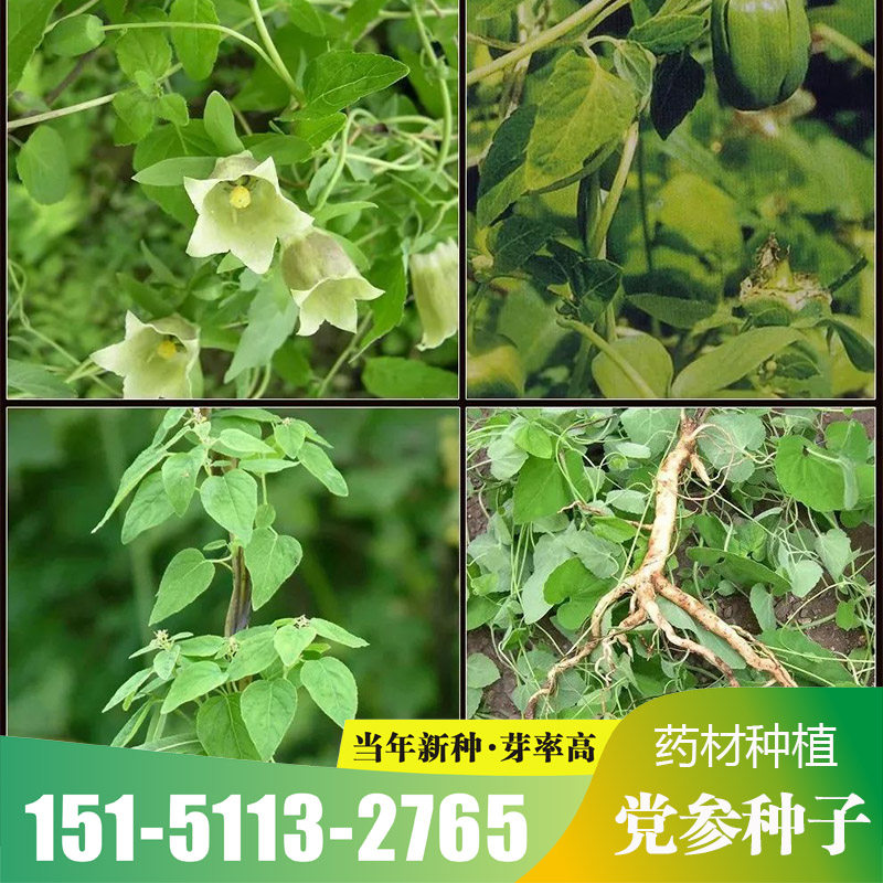 散装中草药材种子纯新党参种子 耐寒党参 药食两用防风党参春夏季