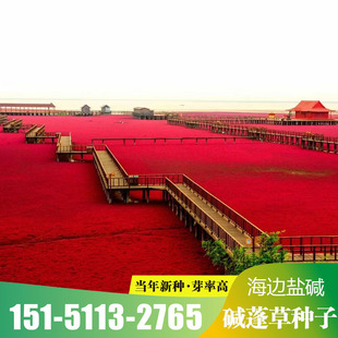 碱蓬草种子盐荒菜荒碱菜盐地碱蓬种子沙地荒地耐盐碱治理土壤