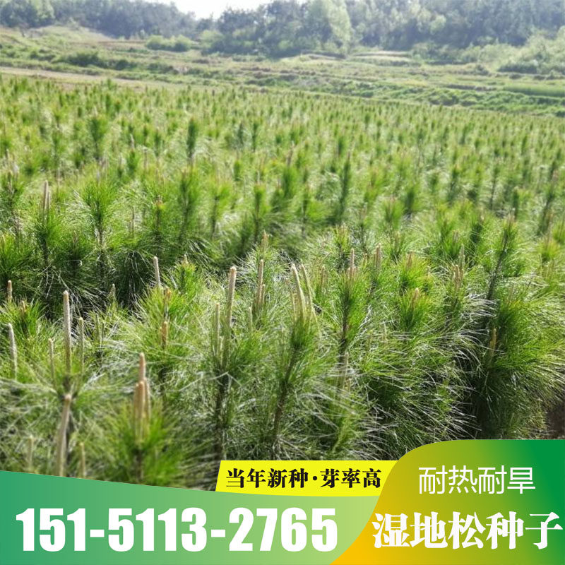 新采湿地松种子松树种籽常绿乔木水土保持耐水湿易活林木荒山绿化