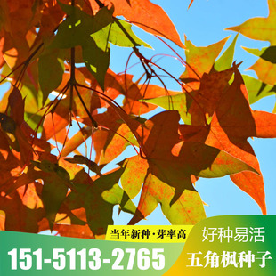 五角枫种子新采收五角枫树苗种籽多年生耐旱绿化行道树彩叶树包邮