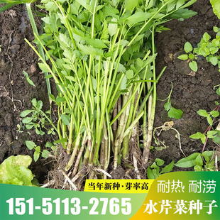 水生蔬菜种子水芹菜种子 水芹种子四季播种无土栽培蔬菜种子包邮