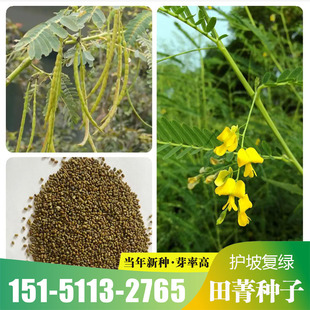 田箐种子果园土壤改善耐旱碱菁涝豆耐涝耐盐碱田青牧草绿肥种籽孑