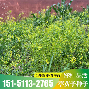 葶苈子种子葶苈种子 北葶苈子 宽叶葶苈 光果葶苈籽中药材种子