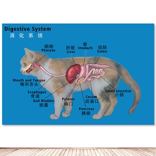 猫的骨骼图挂画消化系统宠物医院宠物诊所解剖图挂图定制自粘贴画