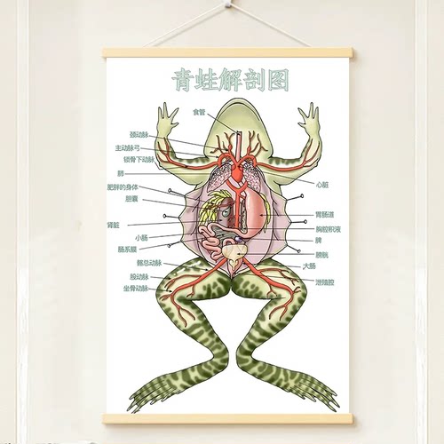 动物解剖图定制青蛙解剖图医学教学海报贴画装饰画实木挂轴定制