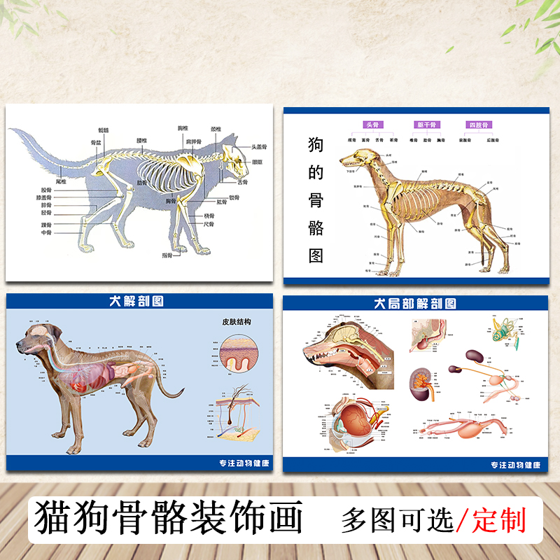 犬猫骨骼局部解剖图宠物店兽医动物医院医疗墙贴挂画KT板写真海报 个性定制/设计服务/DIY 写真/海报印制 原图主图