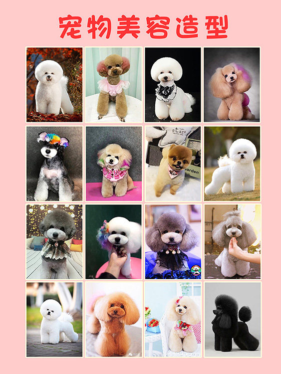 比熊造型海报泰迪美容贴画宠物店造型图贵宾造型宠物贴墙画735
