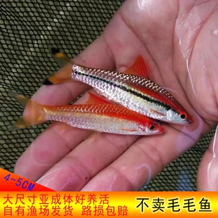 一眉道人鱼活体热带鱼观赏鱼草缸鱼溪流群游鱼可混养小型淡水鱼