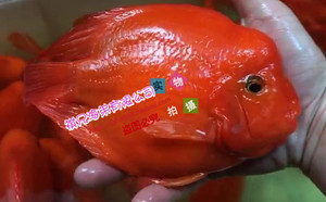起头元宝鹦鹉鱼 元宝鹦鹉 血鹦鹉 鹦鹉鱼 18-20厘米