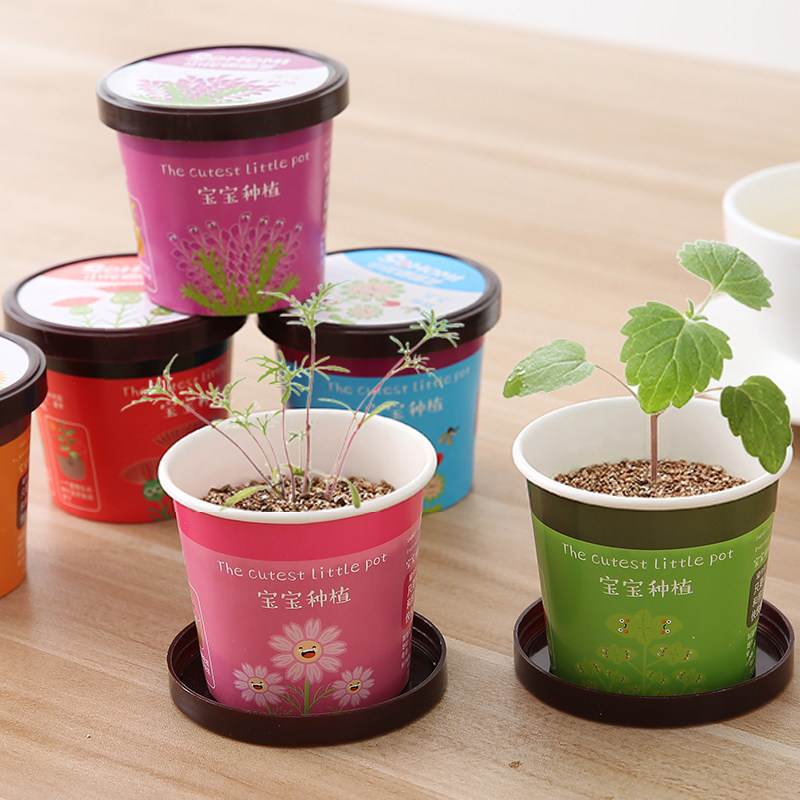 创意迷你盆栽办公室小植物种植桌面儿童宝宝diy防辐射室内绿植