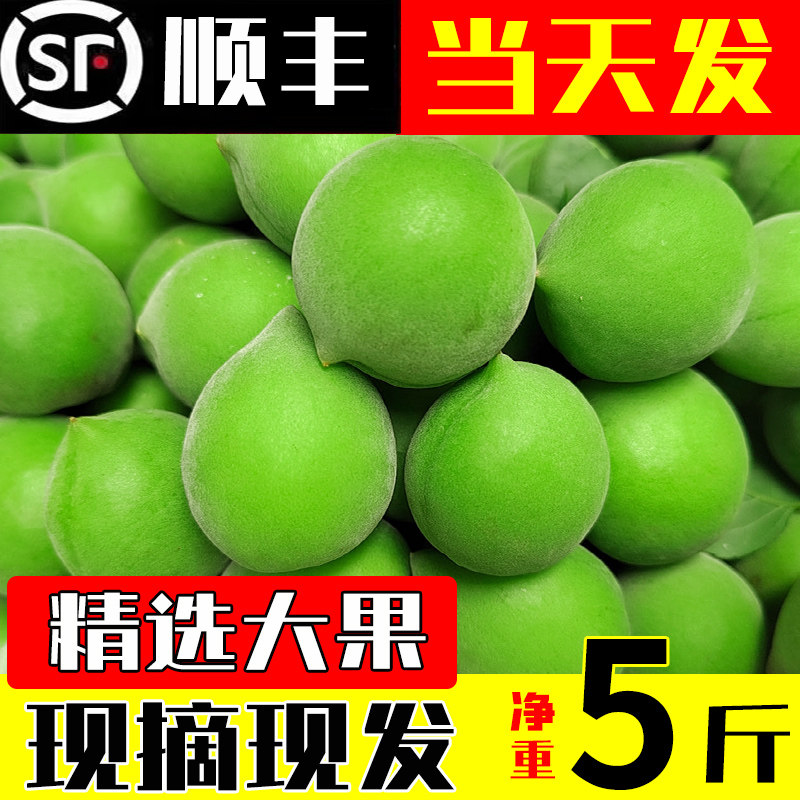 青梅果新鲜现摘梅子泡酒专用云南大理高山青梅鲜果酵素5斤特大果