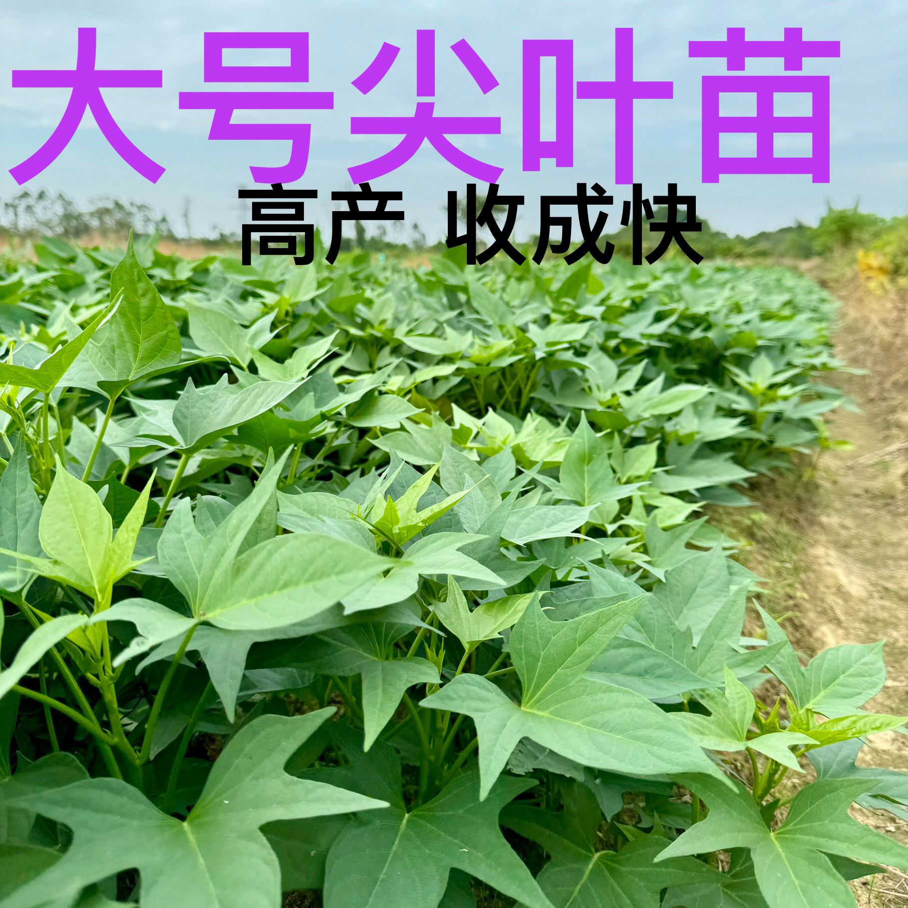 广东大号尖叶 番薯叶 地瓜叶 红芍叶 庭院别墅绿化苗南北方种植