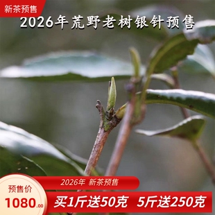 2026年荒野老树白毫银针预售 福鼎白茶特级白毫银针正宗明前新茶