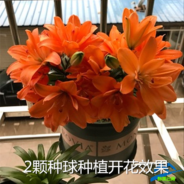 网友分享在meiguo.com的图片