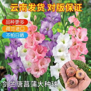 发5颗 荷兰进口剑兰唐菖蒲种球春种夏花庭院阳台精品花卉包活对版