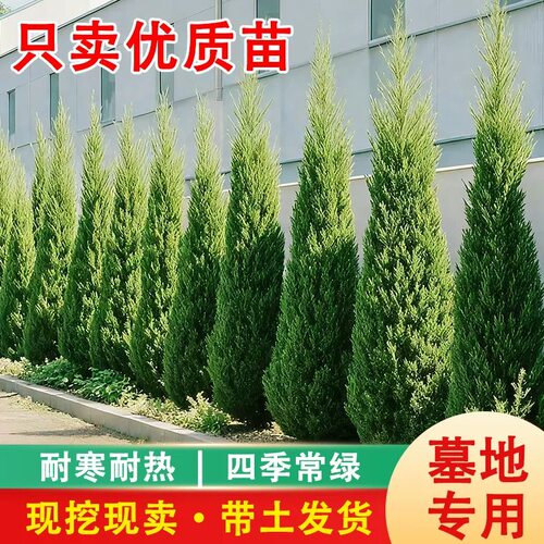 塔柏树苗松树苗侧柏树苗宝塔松柏树苗松柏树苗侧柏树苗四季常青树