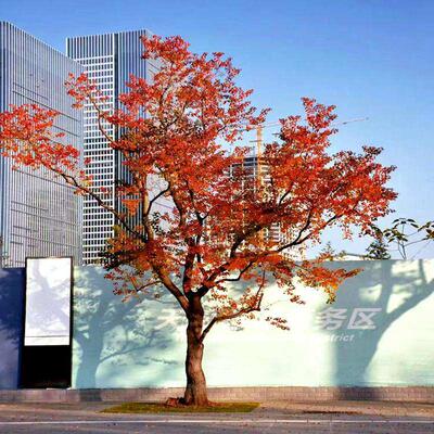 珍惜树种乌桕树苗南方北方均可种植乌桕苗庭院种植大型工程绿化苗