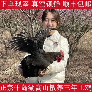 正宗千岛湖高山散养农家土鸡黄油老母鸡草鸡走地鸡柴鸡月子滋补汤