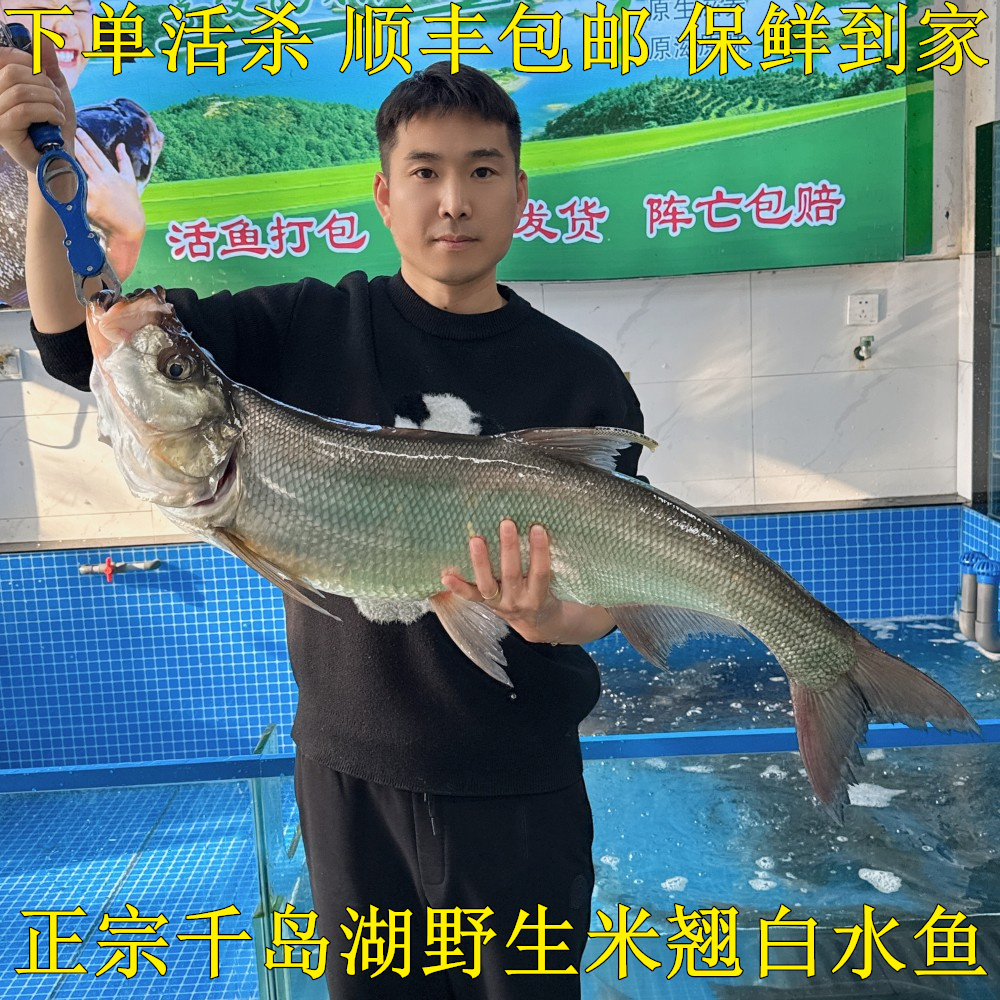正宗千岛湖大翘嘴白条白水鱼