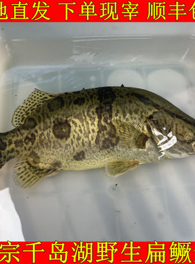 正宗千岛湖鲜活扁鳜鱼野鳜鱼桂鱼鳌花鱼桂花鱼老虎斑鳜鱼下单现宰