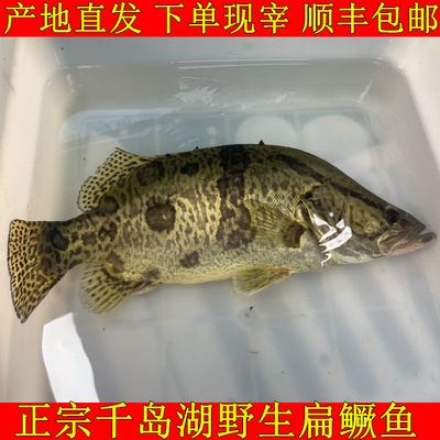 正宗千岛湖鲜活扁鳜鱼野鳜鱼桂鱼鳌花鱼桂花鱼老虎斑鳜鱼下单现宰