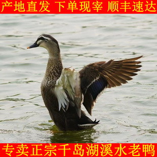 正宗千岛湖4年农家散养老鸭溪水土鸭子新鲜鸭肉麻鸭母鸭活鸭现宰